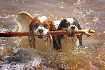 Classy Cavaliers - Dog and Puppy Pictures