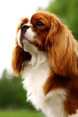 Charming Cavaliers - Dog Breeders