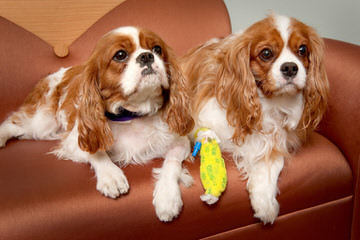 Royal Flush Cavaliers - Dog and Puppy Pictures