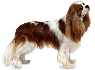 Virginia Cavalier Puppy - Dog Breeders