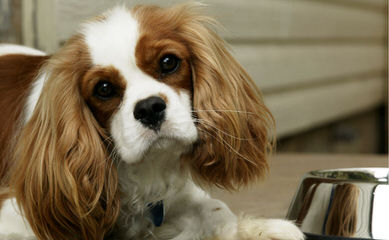Marino’s Precious Cavaliers - Dog and Puppy Pictures