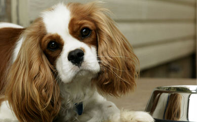 Virginia Cavalier Puppy - Dog Breeders