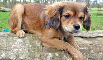 Akc Cavalier Gorgeous Puppy - Dog Breeders