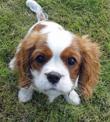 Want To Breed Cavalier Spaniel - Dog Breeders