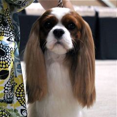 Myrna’s Royal Cavalier King Charles Spaniels - Dog Breeders