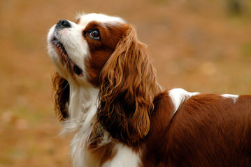 3 Cavalier Males Ready By Christmas - Dog and Puppy Pictures