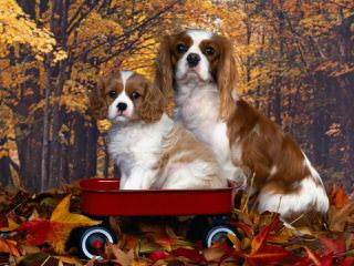 Sutherland House Cavaliers (Akc) - Dog Breeders