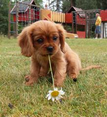 Charming Cavaliers - Dog and Puppy Pictures