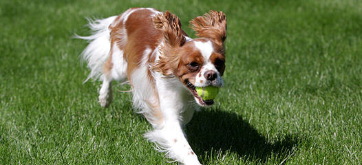 Cradle of Love Cavaliers - Dog Breeders