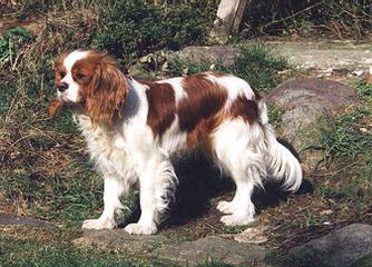 Classy Cavaliers - Dog Breeders