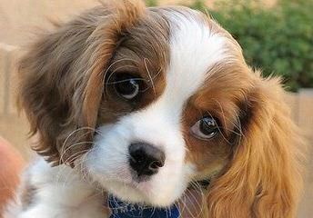 Marino’s Precious Cavaliers - Dog and Puppy Pictures