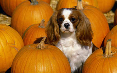 Simply Southern Cavalier Puppies - Dog and Puppy Pictures