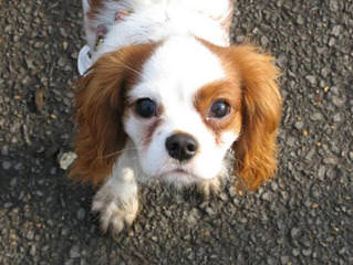 Akc Cavalier Gorgeous Puppy - Dog and Puppy Pictures