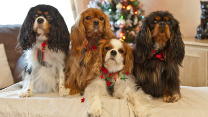 Lilium Cavaliers - Dog Breeders