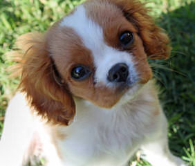 Essex Retrievers And Cavaliers - Dog Breeders