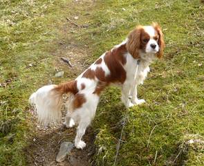 Coronation Cavalier King Charles - Dog Breeders