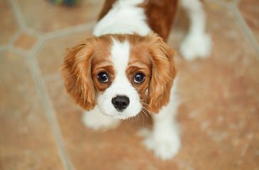 Cradle of Love Cavaliers - Dog and Puppy Pictures