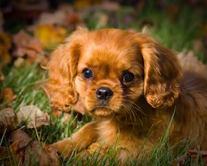 Enchanting Spirit Toys King Charles Spaniel - Dog Breeders