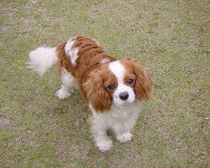 Cavalier Stud 4 Sale - Dog Breeders