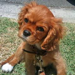 Cuddle Pets Cavaliers - Dog and Puppy Pictures