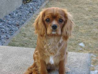 Myrna’s Royal Cavalier King Charles Spaniels - Dog and Puppy Pictures