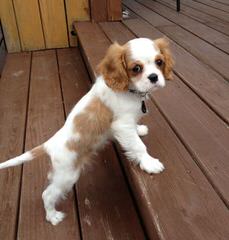 Simply Southern Cavalier Puppies - Dog Breeders