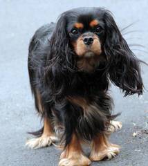 Cavalier King Charles Spaniel 2 Males - Dog and Puppy Pictures