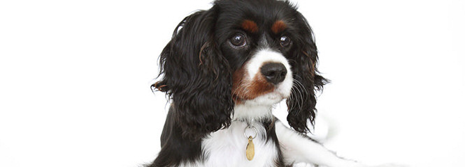 Akc Cavalier Gorgeous Puppy - Dog Breeders