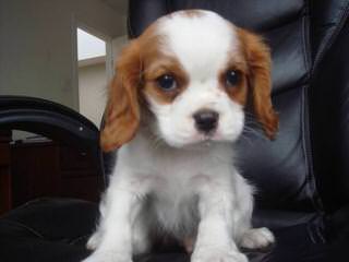 Akc Cavalier Puppies In Washington - Dog Breeders