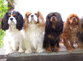 Royal Flush Cavaliers - Dog Breeders