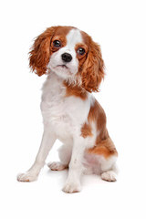 Cradle of Love Cavaliers - Dog Breeders