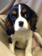 Akc Cav.King Charles + Akc Beagle= Achc Beagliers! - Dog and Puppy Pictures