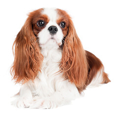 Want To Breed Cavalier Spaniel - Dog and Puppy Pictures