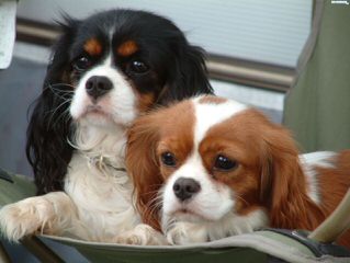 Florida Cavapoos – Cavalier King Charles Spaniel - Dog Breeders