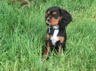 Walnut Creek Cavalier King Charles - Dog and Puppy Pictures