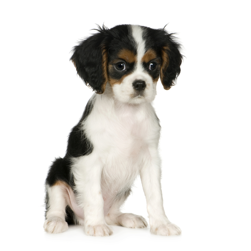 Want To Breed Cavalier Spaniel - Dog Breeders