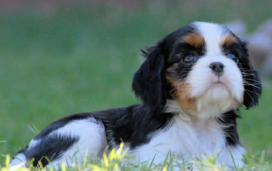 World Class Cavalier - Dog and Puppy Pictures