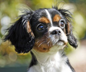 Simply Southern Cavalier Puppies - Dog and Puppy Pictures