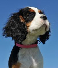 Akc Cav.King Charles + Akc Beagle= Achc Beagliers! - Dog Breeders