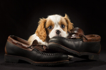 Looking For Male Cavalier - Dog Breeders