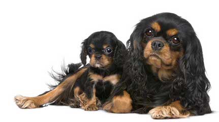 Top Champion Bred Cavaliers - Dog and Puppy Pictures