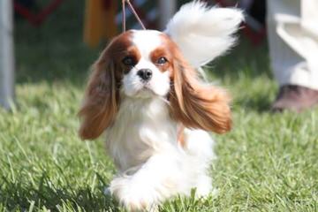 Cavalier King Charles Spaniels - Dog and Puppy Pictures