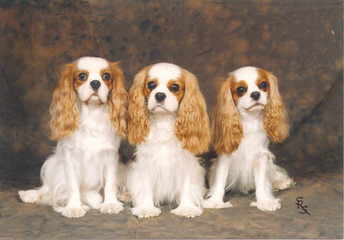 falon puppies - Dog Breeders