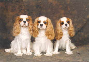 Rich & Famous Cavaliers - Dog Breeders