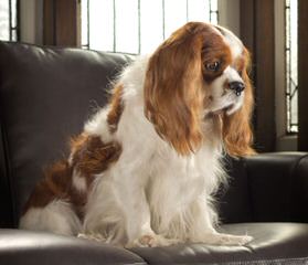 Marino’s Precious Cavaliers - Dog and Puppy Pictures