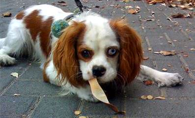 Cavalier King Charles Puppies - Dog Breeders