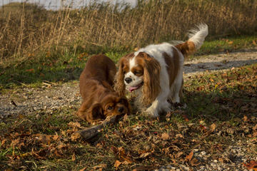 Cedarrose Kennels - Dog Breeders