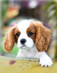 Top Champion Bred Cavaliers - Dog and Puppy Pictures