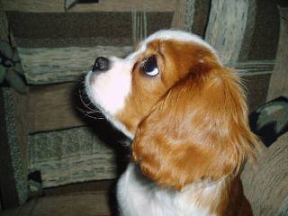 Daisys Cavaliers - Dog and Puppy Pictures