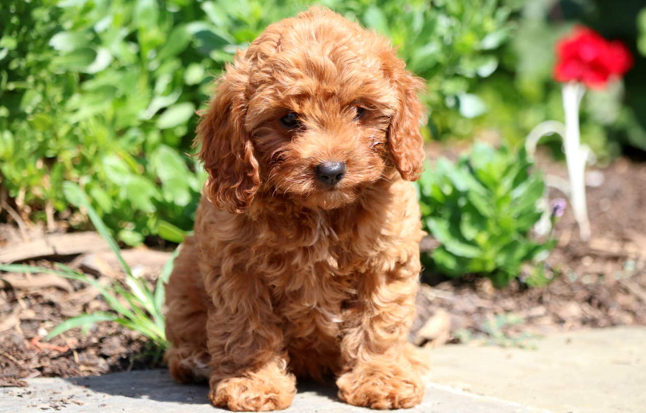 Cavapoo Dogs and Puppies